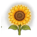 Golden sunflowers