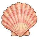 Pink shells